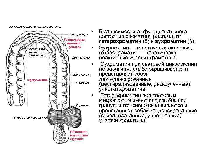  • • В зависимости от функционального состояния хроматина различают: гетерохроматин (5) и эухроматин