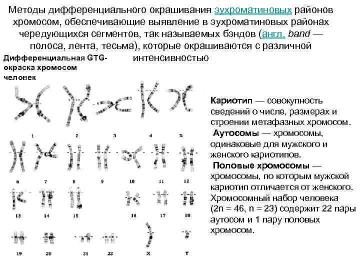 Методы дифференциального окрашивания эухроматиновых районов хромосом, обеспечивающие выявление в эухроматиновых районах чередующихся сегментов, так