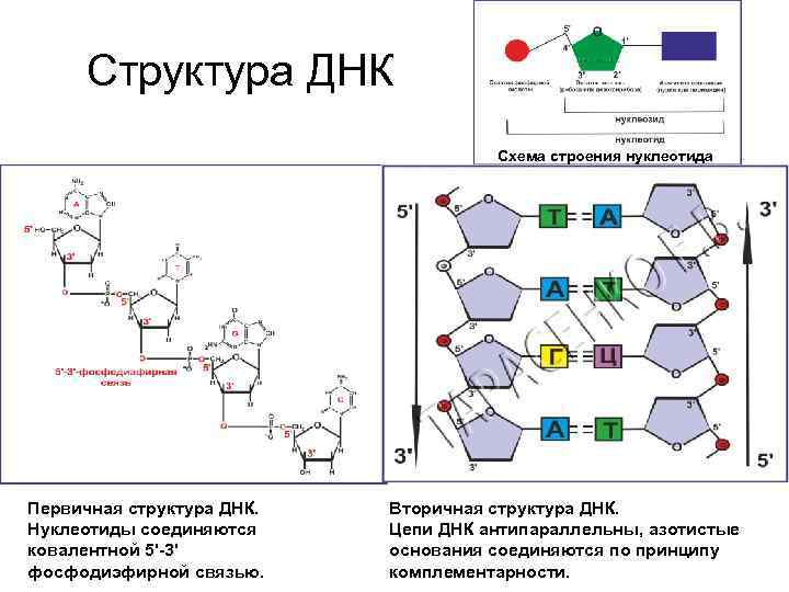 Схема строения нуклеотида днк