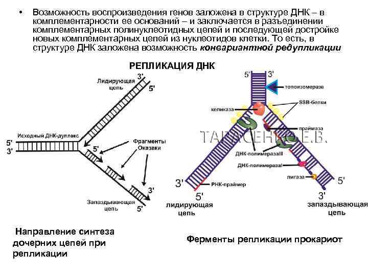  • Возможность воспроизведения генов заложена в структуре ДНК – в комплементарности ее оснований