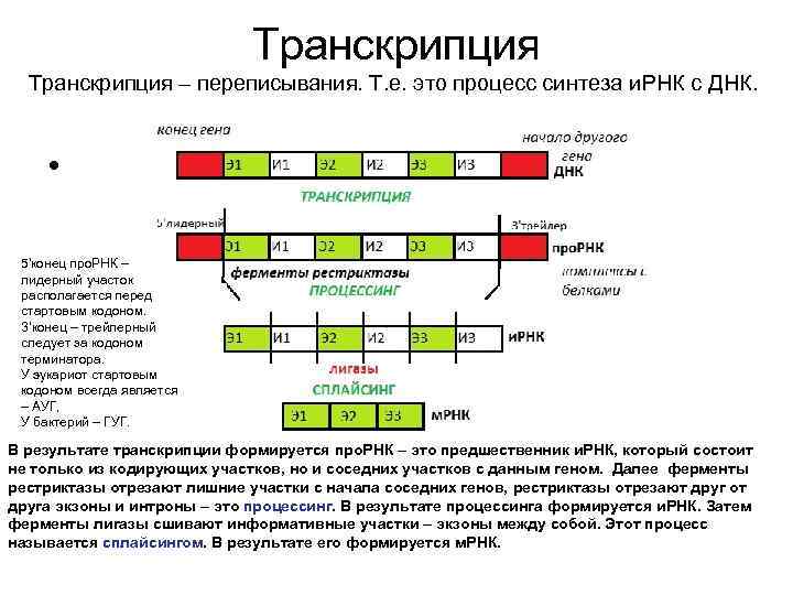 Транскрипция – переписывания. Т. е. это процесс синтеза и. РНК с ДНК. • 5'конец