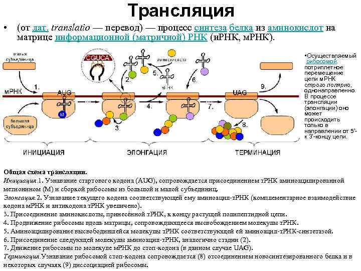 Ирнк в процессе биосинтеза белка. Трансляция ИРНК на рибосоме. Трансляция это процесс синтеза и РНК. Трансляция процесс синтеза белка. Схема трансляции на рибосоме.