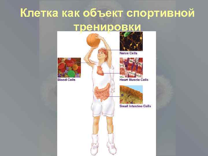 Клетка как объект спортивной тренировки 