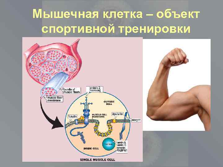 Мышечная клетка – объект спортивной тренировки 