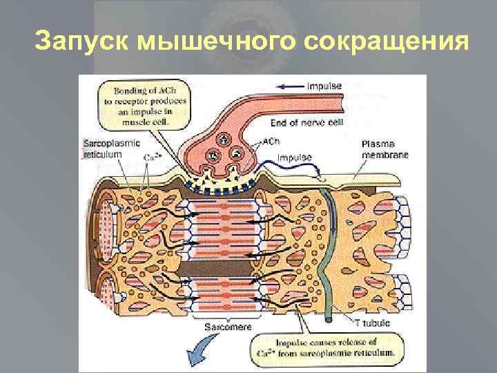 Запуск мышечного сокращения 