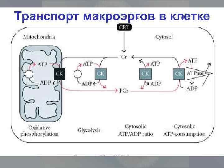 Транспорт макроэргов в клетке 
