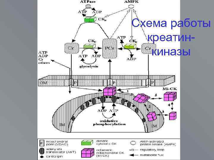 Схема работы креатинкиназы 