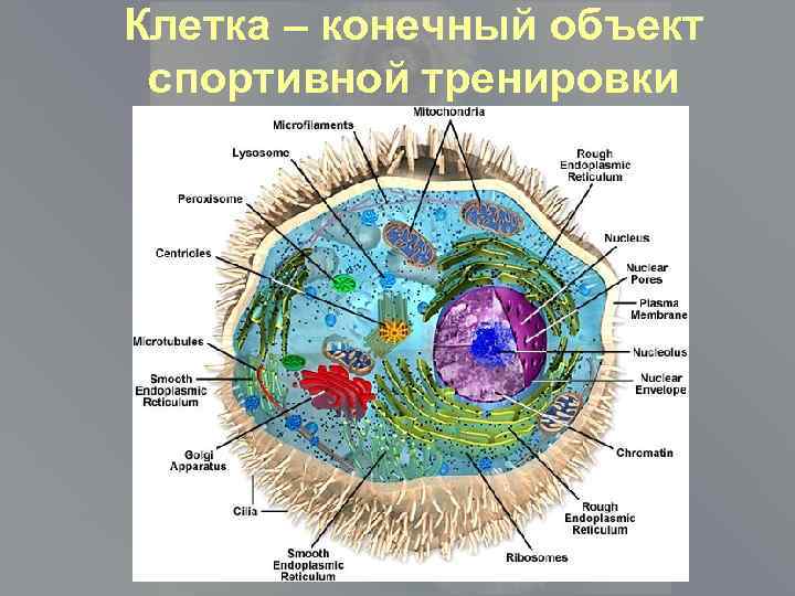 Клетка – конечный объект спортивной тренировки 