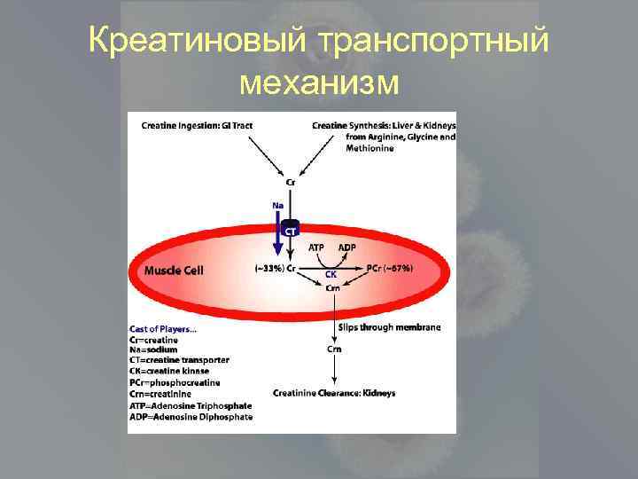 Креатиновый транспортный механизм 