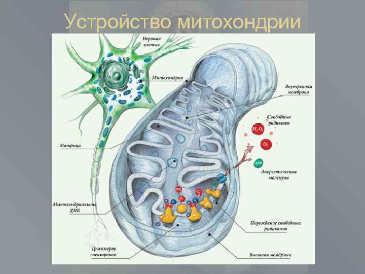 Устройство митохондрии 