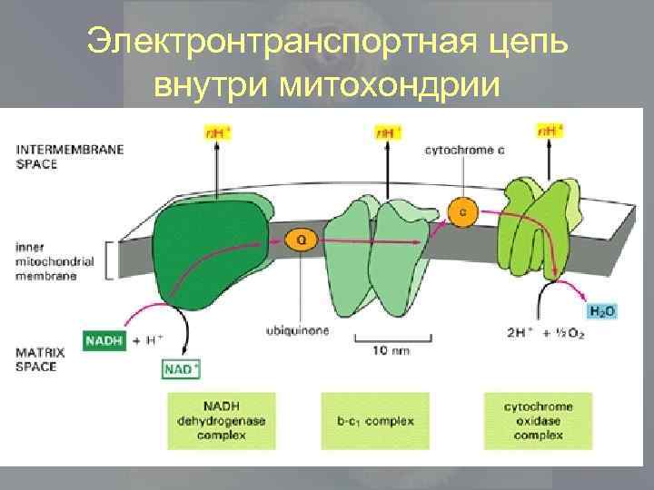 Электронтранспортная цепь внутри митохондрии 
