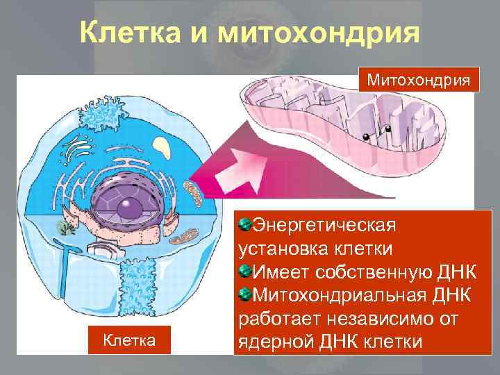 Клетка и митохондрия Митохондрия Клетка Энергетическая установка клетки Имеет собственную ДНК Митохондриальная ДНК работает