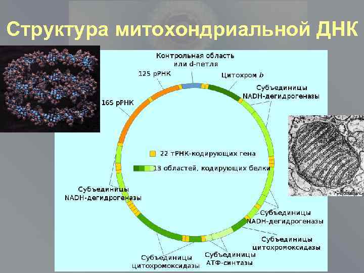 Структура митохондриальной ДНК 
