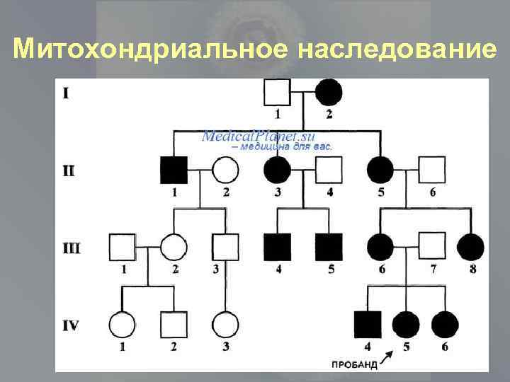 Синдром лебера тип наследования. Митохондриальный Тип наследования. Митохондриальный Тип наследования заболевания. Наследование митохондриальной ДНК. Митохондриальное наследование схема.