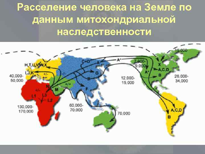 Расселение человека на Земле по данным митохондриальной наследственности 