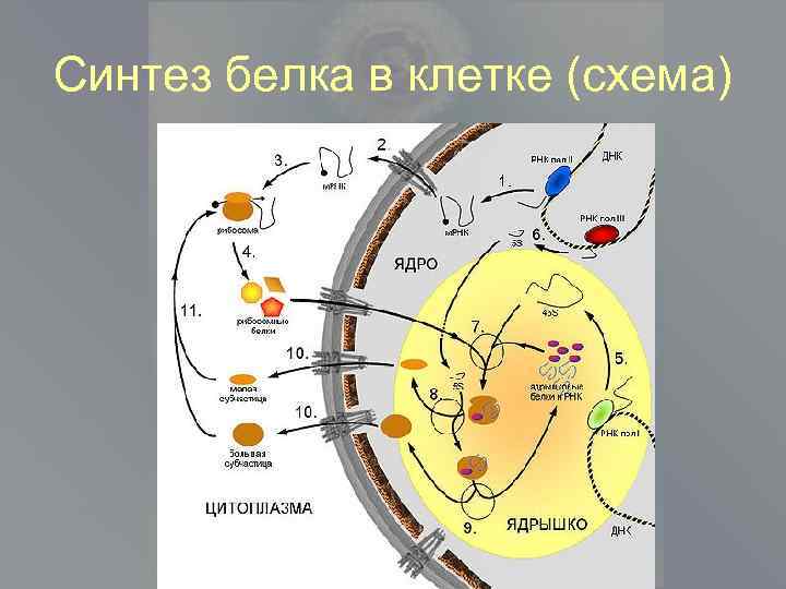 Обеспечивает синтез белков. Участие в синтезе белков клетки схема. Схема синтеза белка в клетке. Синтез белков в клетке схема. Общая схема биосинтеза белков в клетке.