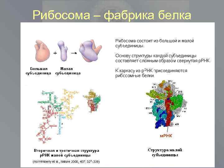 Рибосома – фабрика белка 