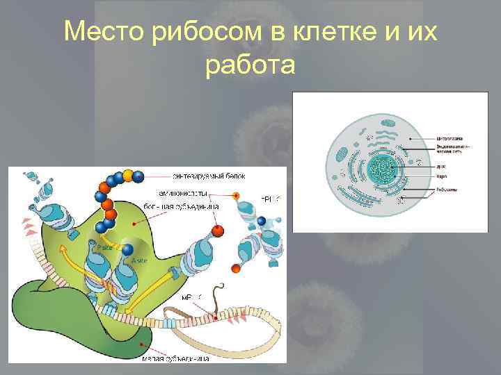 Место рибосом в клетке и их работа 
