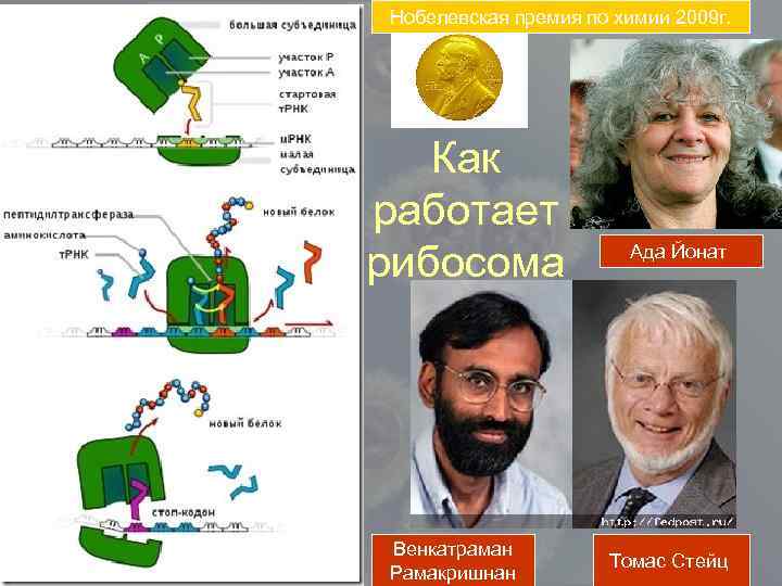 Нобелевская премия по химии 2009 г. Как работает рибосома Венкатраман Рамакришнан Ада Йонат Томас