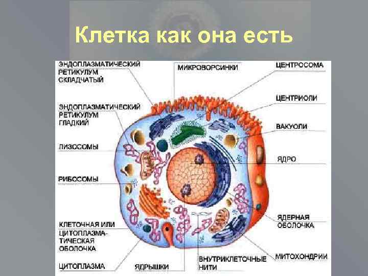 Клетка как она есть 