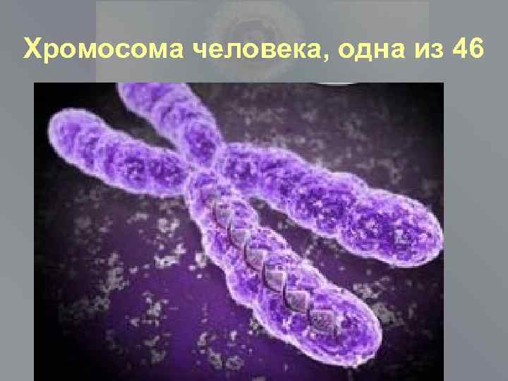Хромосома человека, одна из 46 