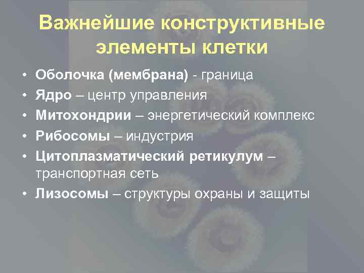 Важнейшие конструктивные элементы клетки • • • Оболочка (мембрана) - граница Ядро – центр
