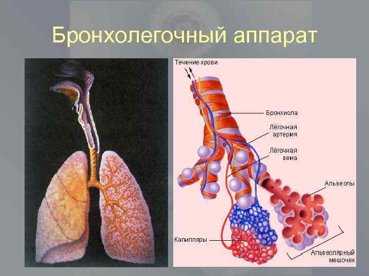 Бронхолегочная система человека фото