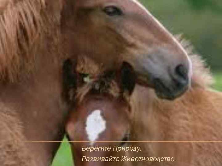 Берегите Природу. Развивайте Животноводство. 