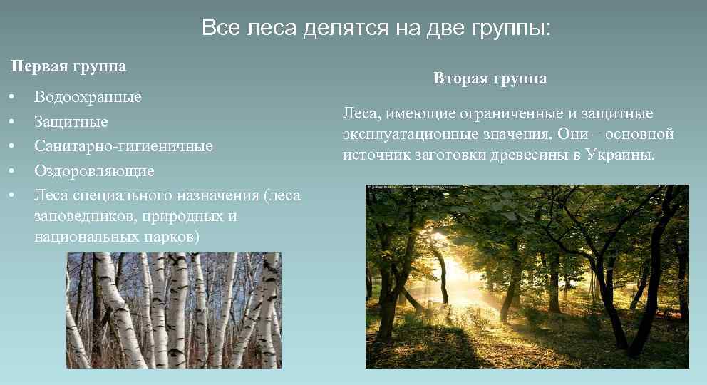Реферат: Лесной комплекс Украины