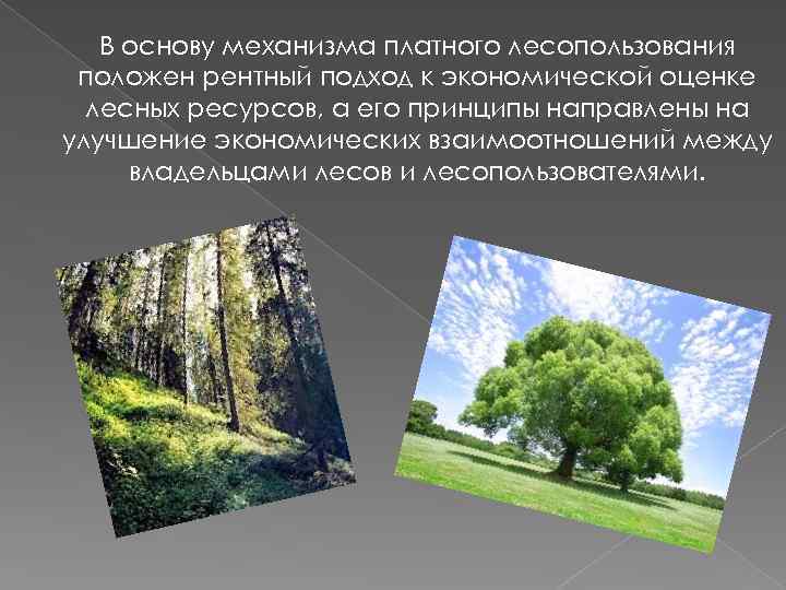 В основу механизма платного лесопользования положен рентный подход к экономической оценке лесных ресурсов, а