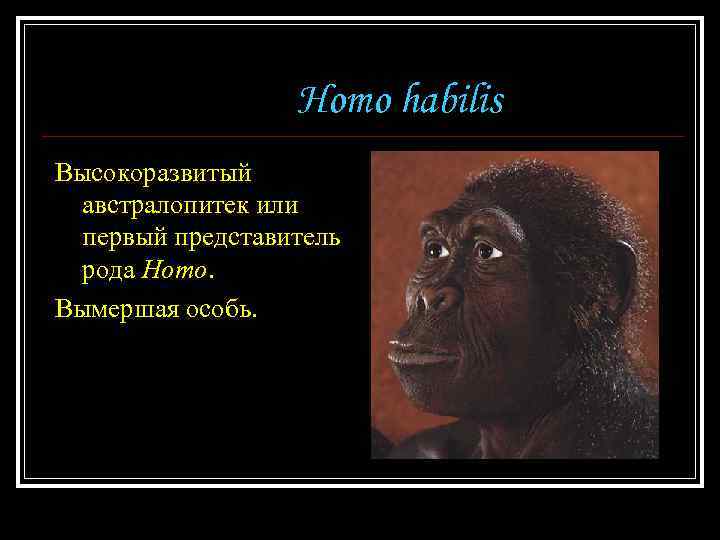 Homo habilis Высокоразвитый австралопитек или первый представитель рода Homo. Вымершая особь. 