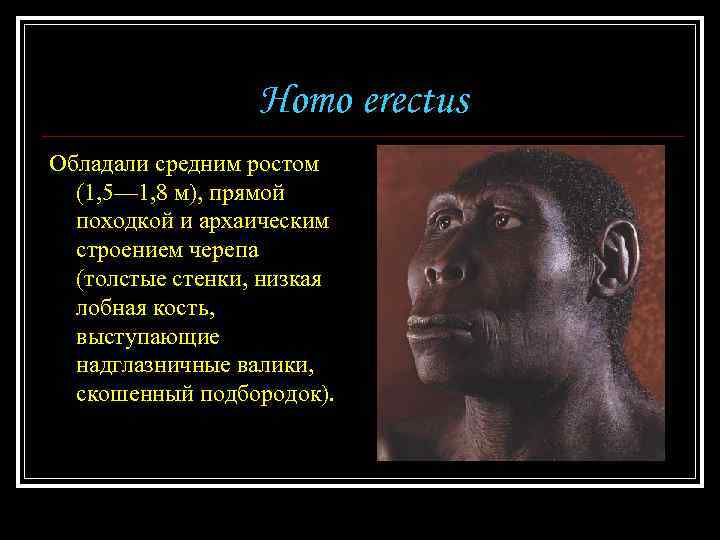 Homo erectus Обладали средним ростом (1, 5— 1, 8 м), прямой походкой и архаическим