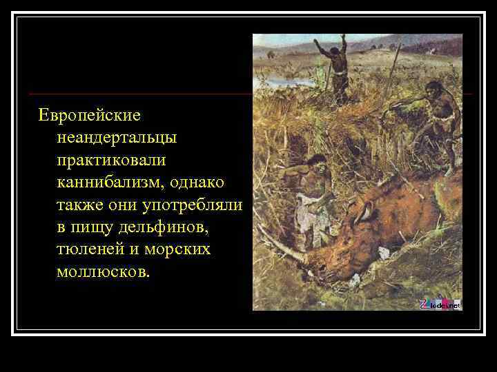 Европейские неандертальцы практиковали каннибализм, однако также они употребляли в пищу дельфинов, тюленей и морских