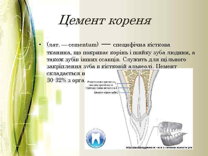 Цемент кореня • (лат. — cementum) — специфічна кісткова тканина, що покриває корінь і