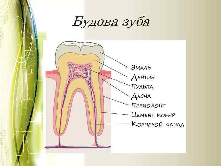 Будова зуба 