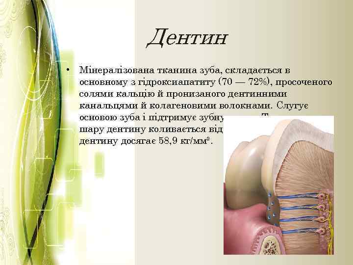 Дентин • Мінералізована тканина зуба, складається в основному з гідроксиапатиту (70 — 72%), просоченого