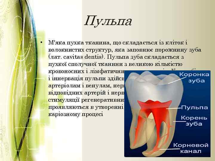 Пульпа • М'яка пухка тканина, що складається із кліток і волокнистих структур, яка заповнює
