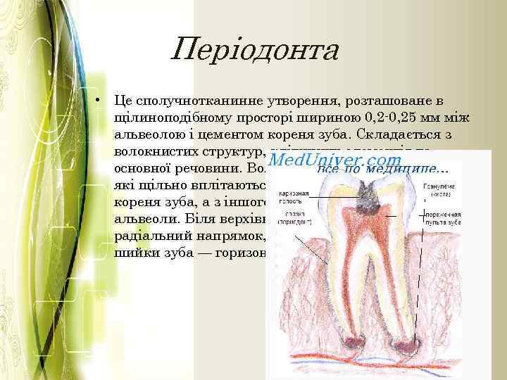Періодонта • Це сполучнотканинне утворення, розташоване в щілиноподібному просторі шириною 0, 2 -0, 25