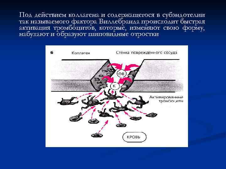 Под действием коллагена и содержащегося в субэндотелии так называемого фактора Виллебранда происходит быстрая активация