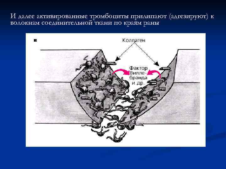 И далее активированные тромбоциты прилипают (адгезируют) к волокнам соединительной ткани по краям раны 