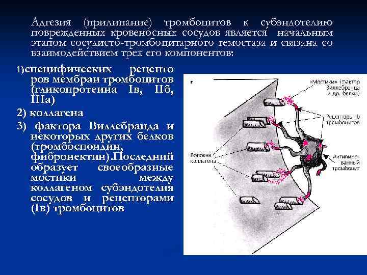 Адгезия (прилипание) тромбоцитов к субэндотелию поврежденных кровеносных сосудов является начальным этапом сосудисто-тромбоцитарного гемостаза и