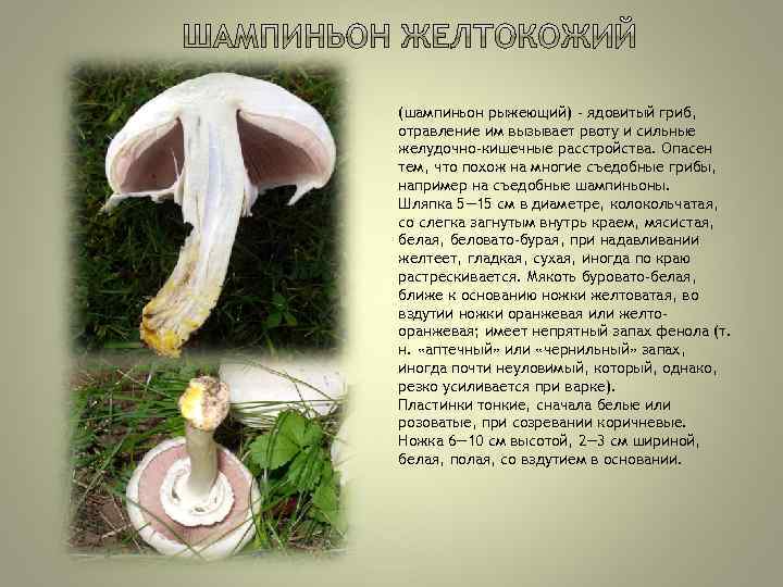 (шампиньон рыжеющий) - ядовитый гриб, отравление им вызывает рвоту и сильные желудочно-кишечные расстройства. Опасен