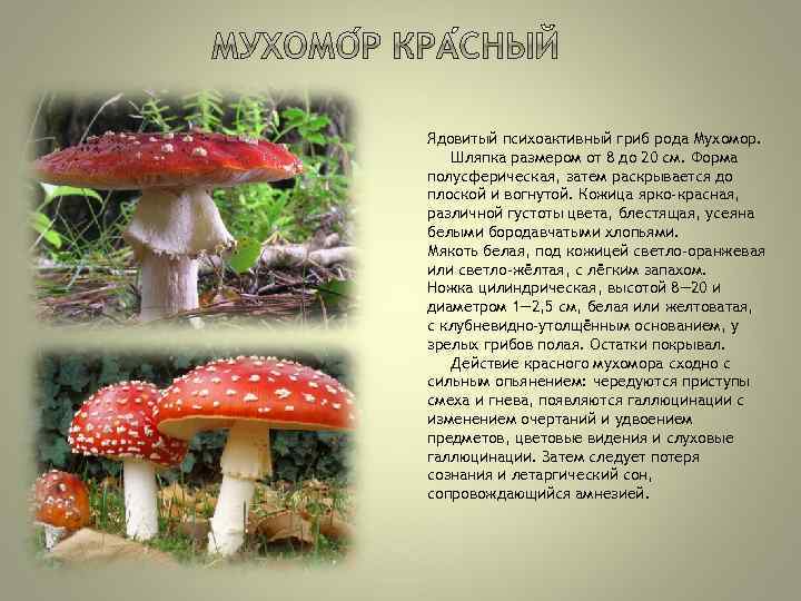 Ядовитый психоактивный гриб рода Мухомор. Шляпка размером от 8 до 20 см. Форма полусферическая,