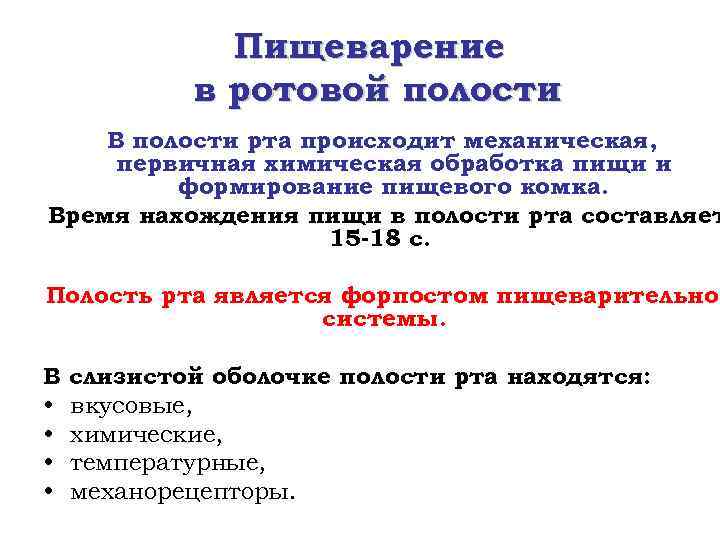 Пищеварение в ротовой полости В полости рта происходит механическая, первичная химическая обработка пищи и