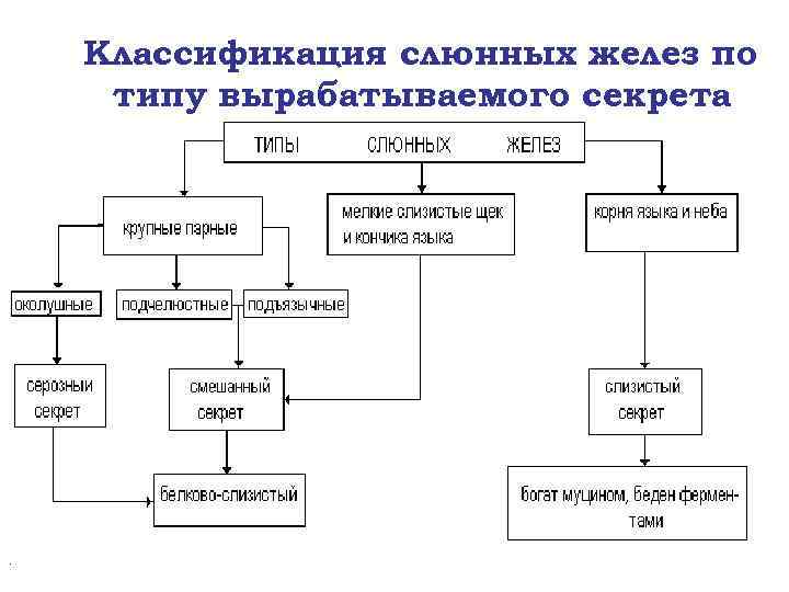 Классификация слюнных желез по типу вырабатываемого секрета 