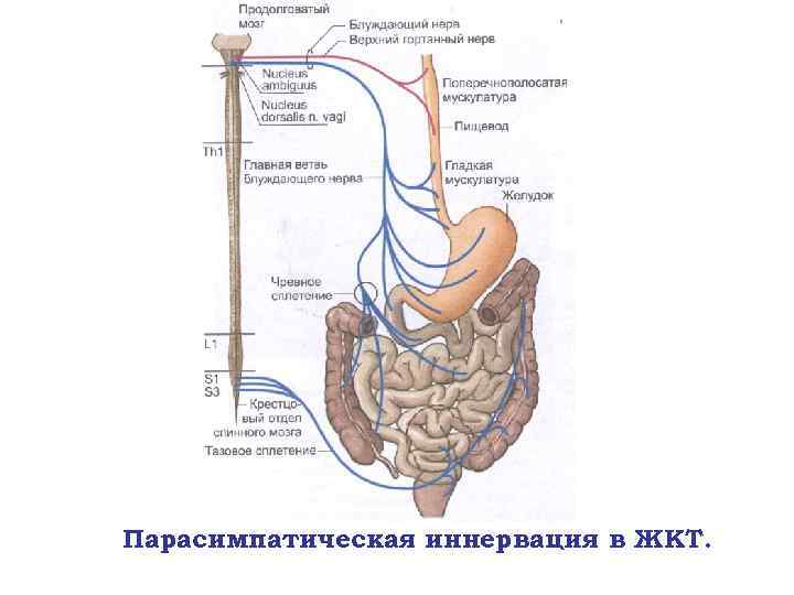 Парасимпатическая иннервация в ЖКТ. 