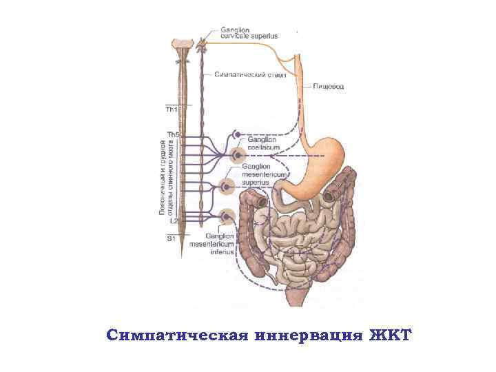 Симпатическая иннервация ЖКТ 