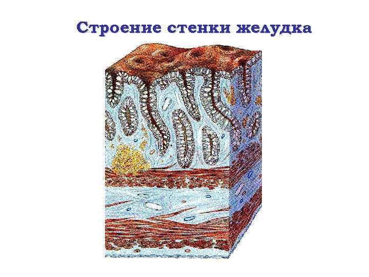 Строение стенки желудка 