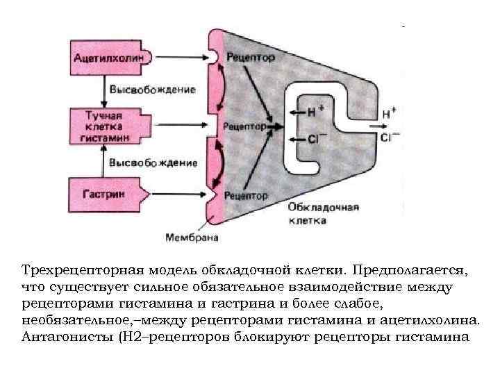 Трехрецепторная модель обкладочной клетки. Предполагается, что существует сильное обязательное взаимодействие между рецепторами гистамина и