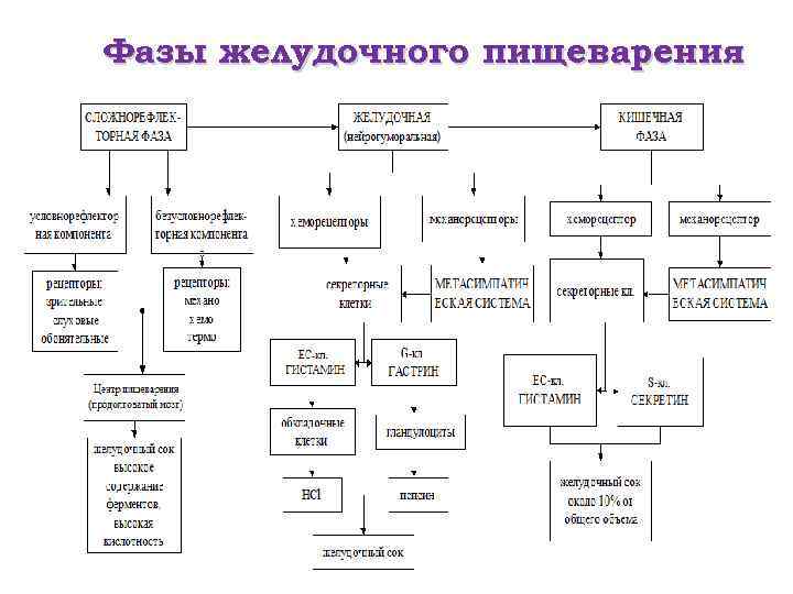 Фазы желудочного пищеварения 